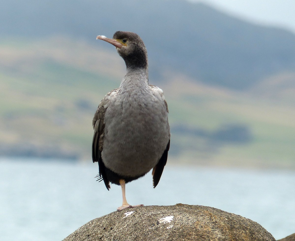 Spotted Shag - ML130262631