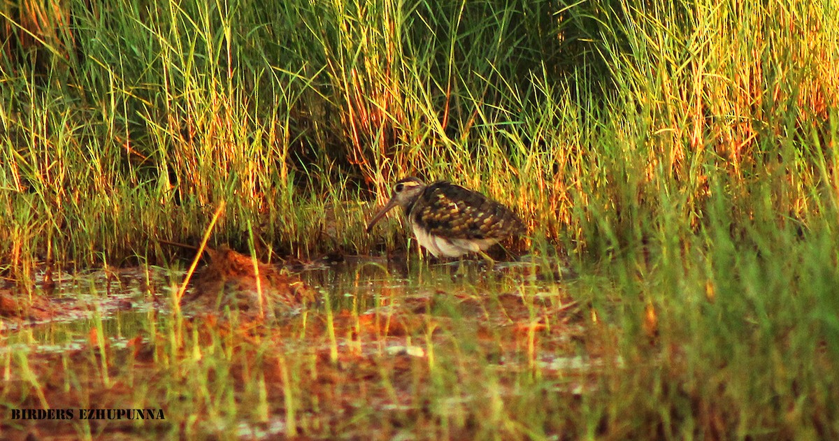 Greater Painted-Snipe - ML130263851