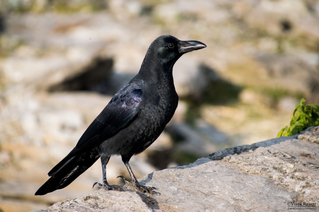 Large-billed Crow (Large-billed) - ML130264481