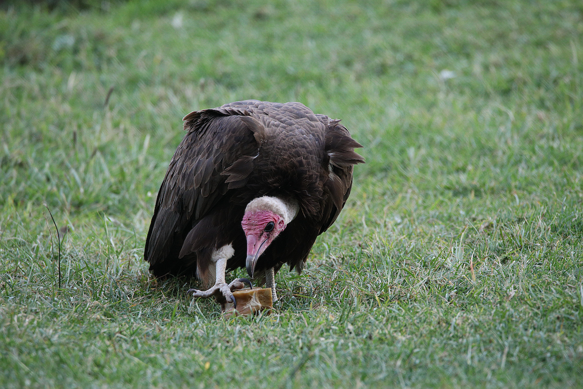 Hooded Vulture - Qiuyang Zheng