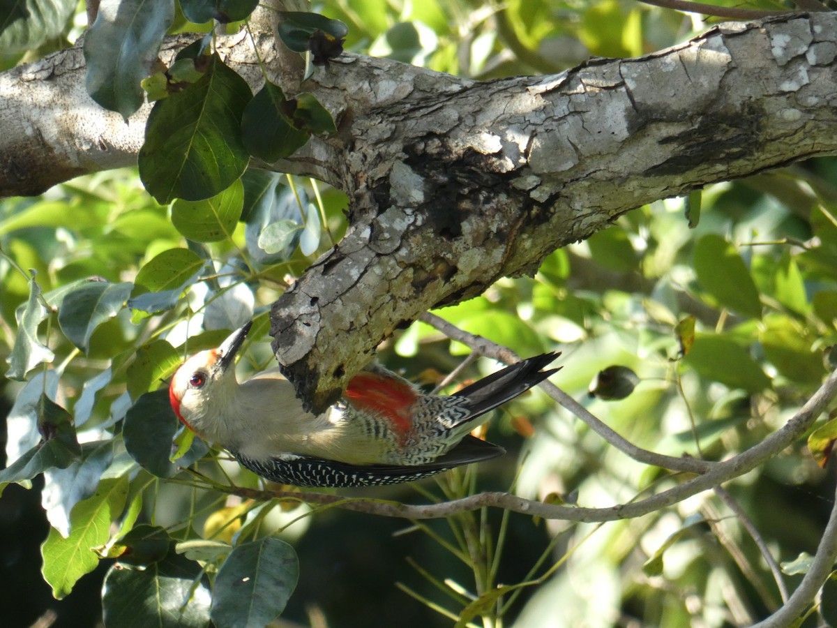 Golden-fronted Woodpecker (Velasquez's) - ML130266341