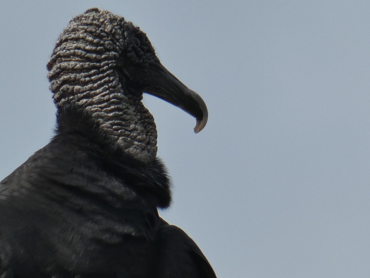 Black Vulture - ML130268001