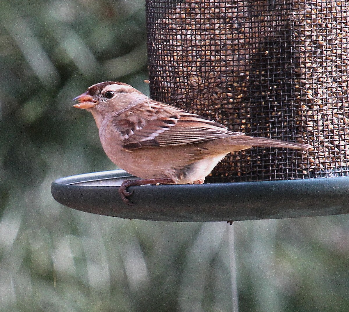 White-crowned Sparrow - Bob Stymeist
