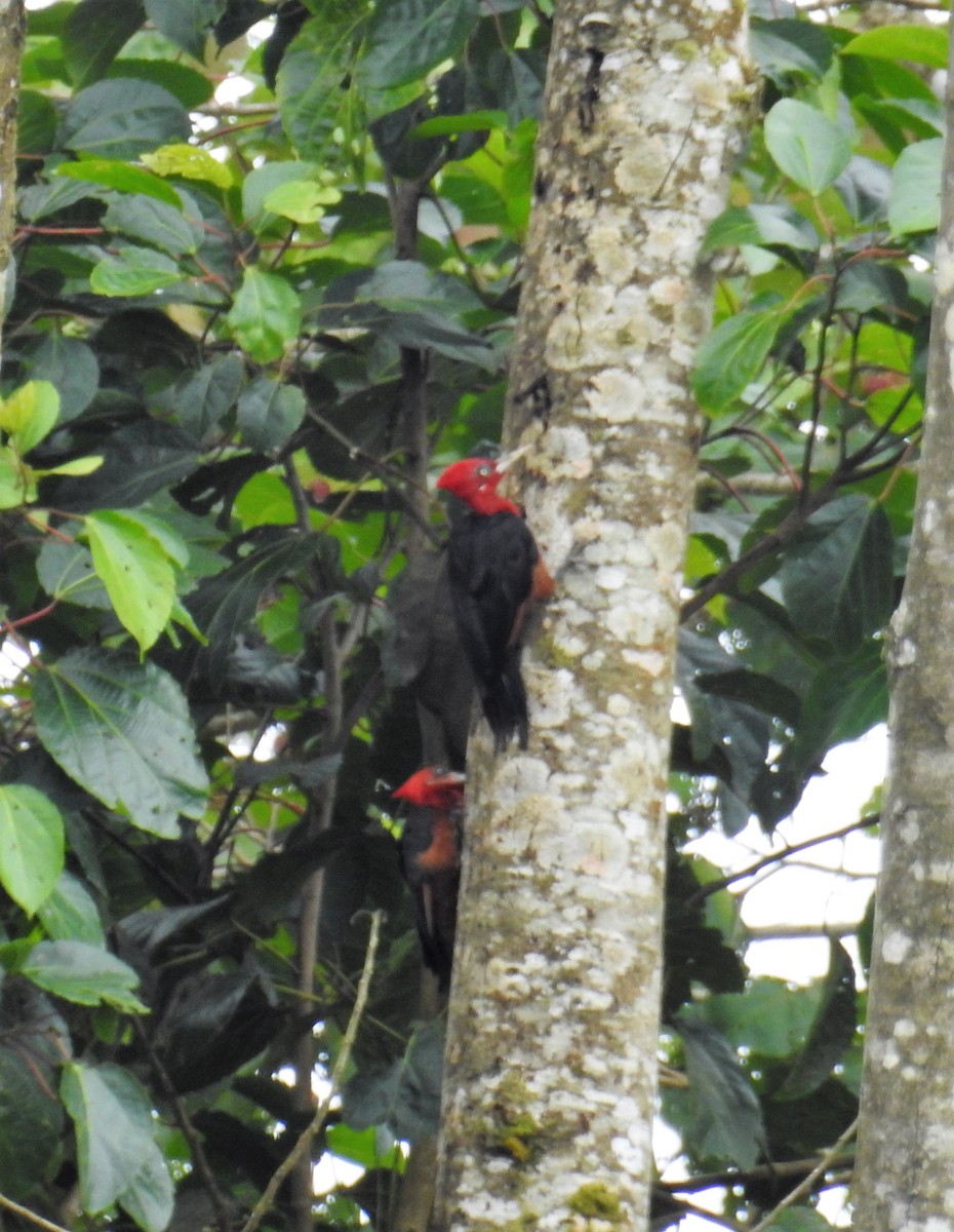 Red-necked Woodpecker - ML130268601