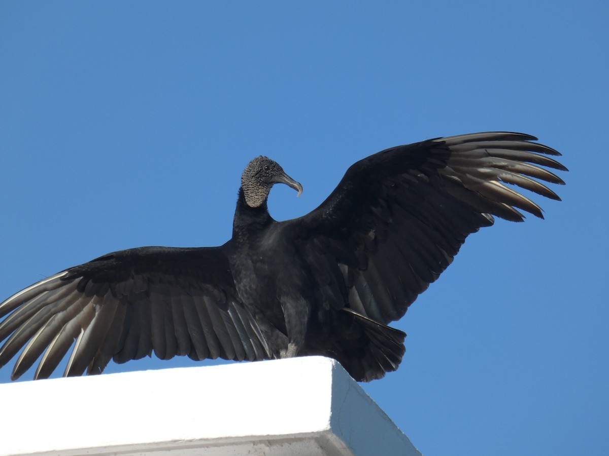 Black Vulture - ML130268971