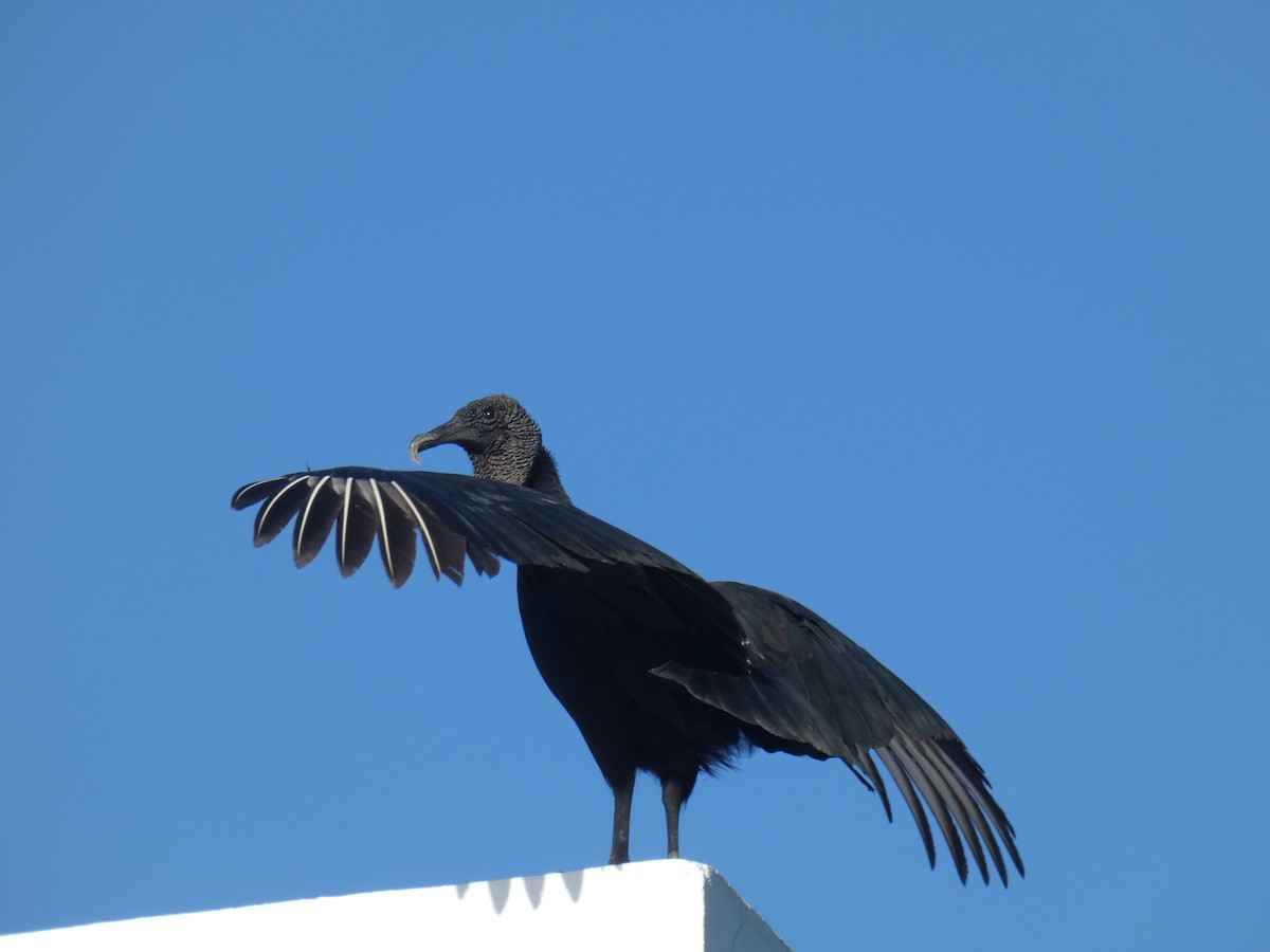 Black Vulture - ML130268981