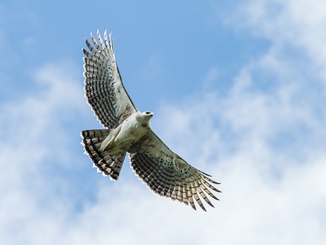 Juvenile Black-and-chestnut Eagle in flight. - Black-and-chestnut Eagle - 