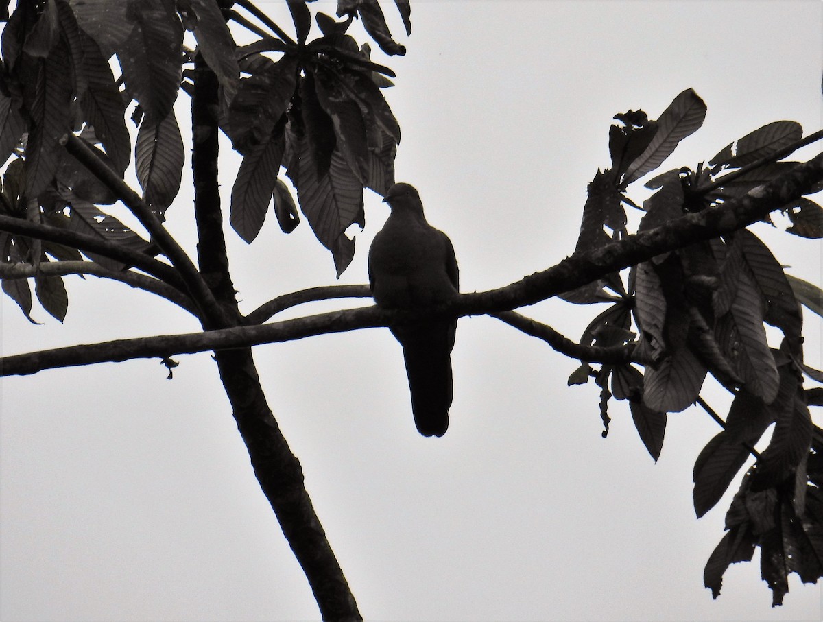Plumbeous Pigeon - Euclides "Kilo" Campos