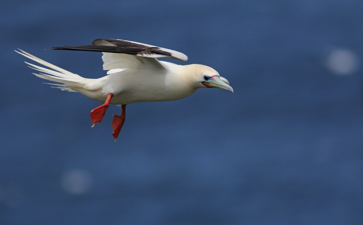 Red-footed Booby - Ben Lagasse