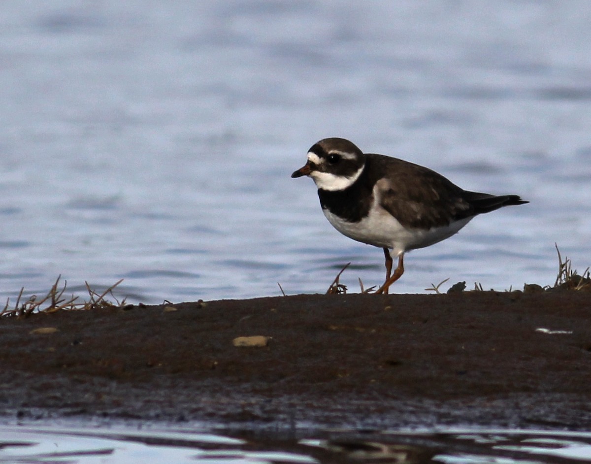 Common Ringed Plover - ML130273171