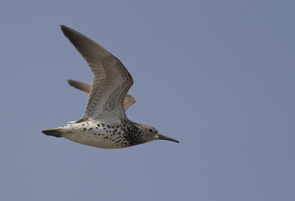Great Knot - ML130273511