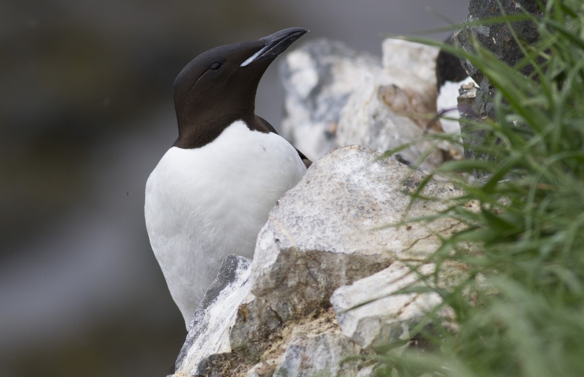 Thick-billed Murre - ML130275161
