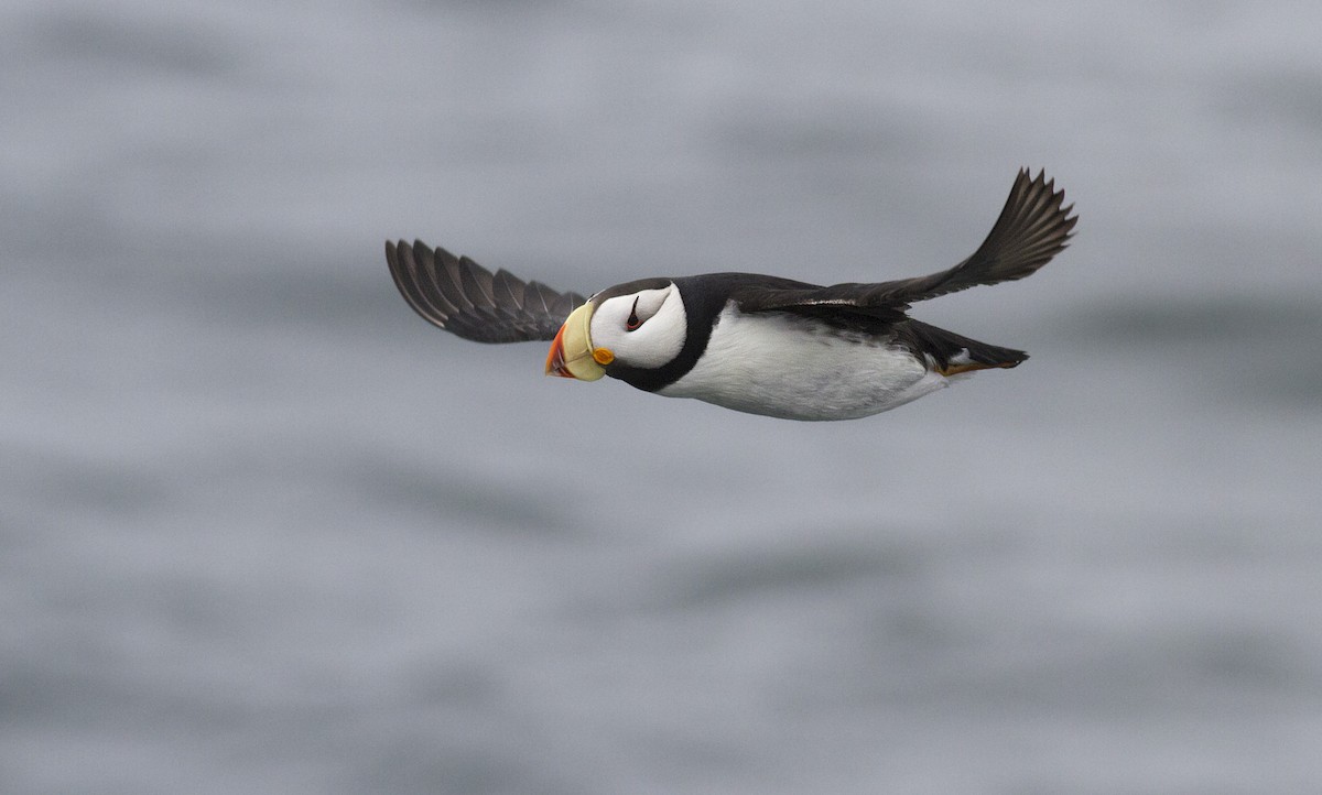 Horned Puffin - ML130275191