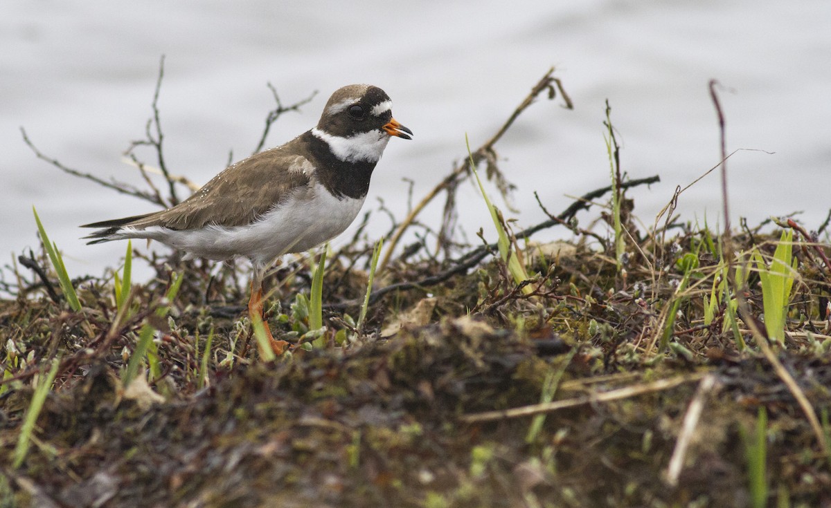 Common Ringed Plover - ML130275331
