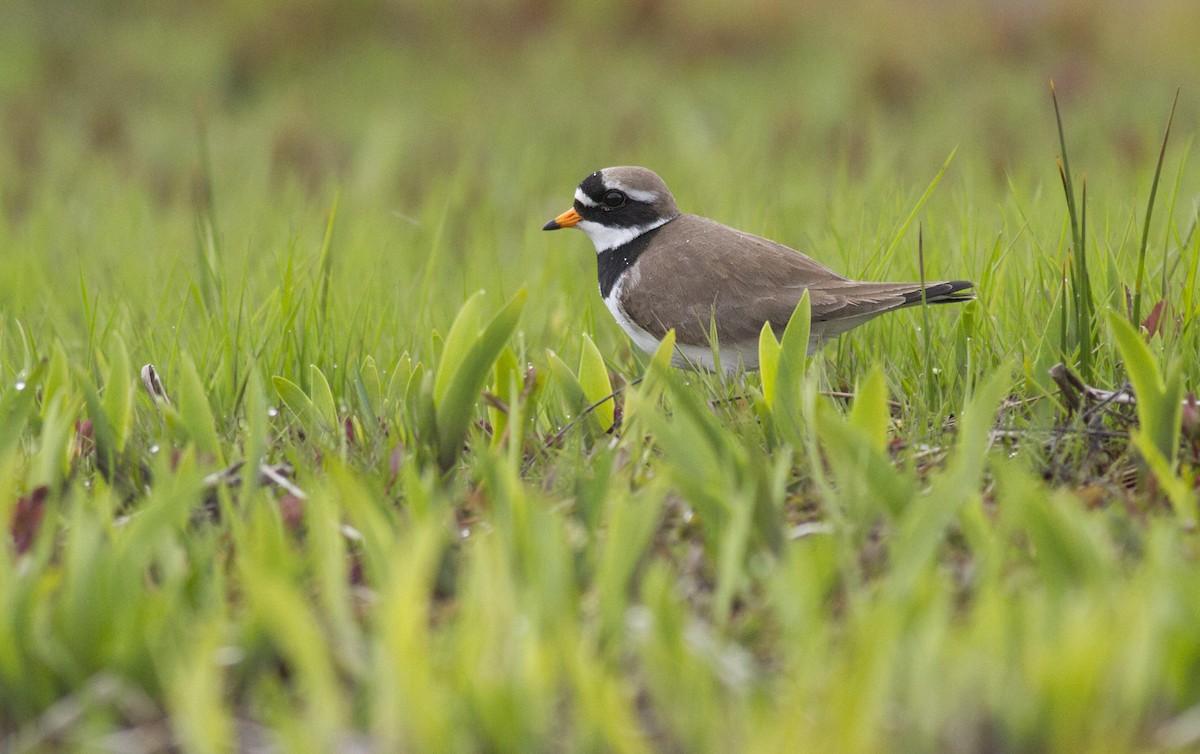 Common Ringed Plover - ML130275341