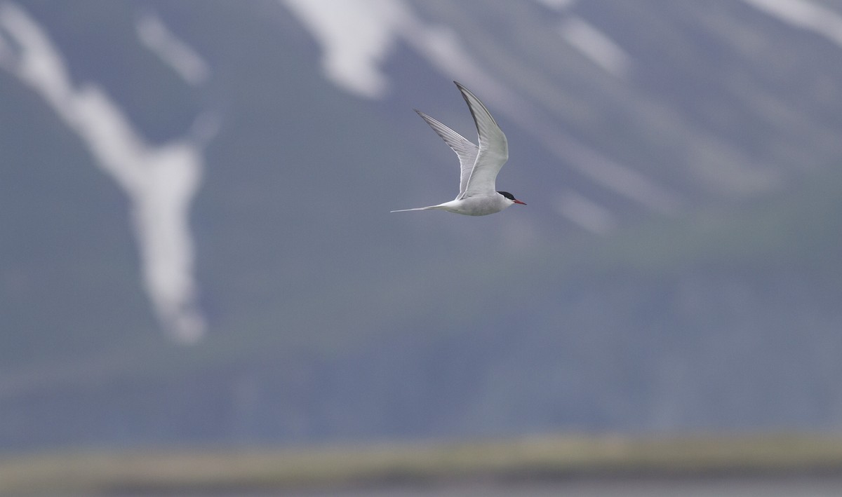 Arctic Tern - Benjamin Van Doren