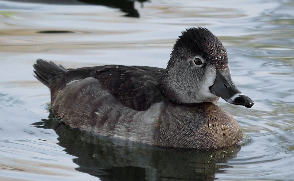 Ring-necked Duck - Ed Thomas
