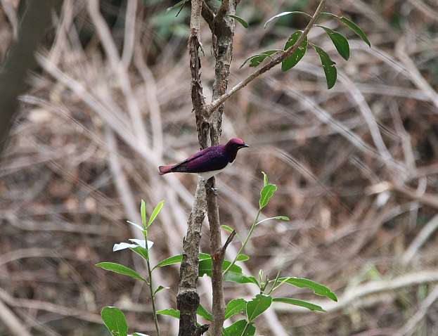 Violet-backed Starling - ML130276601