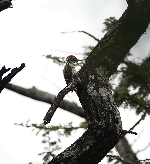 Nubian Woodpecker - ML130276691