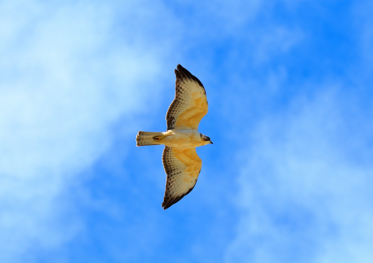 Short-tailed Hawk - Carlos Quezada