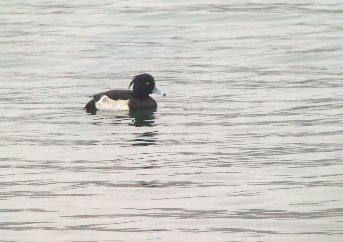 Tufted Duck - ML130277261