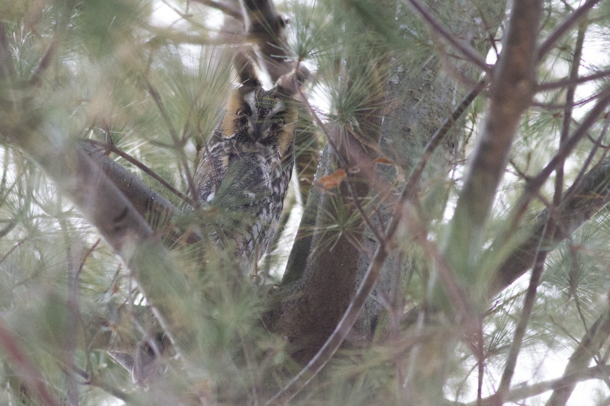 Long-eared Owl - ML130277311