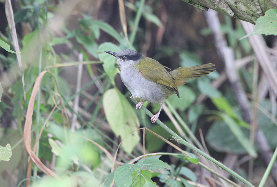 Gray-capped Warbler - Qiuyang Zheng
