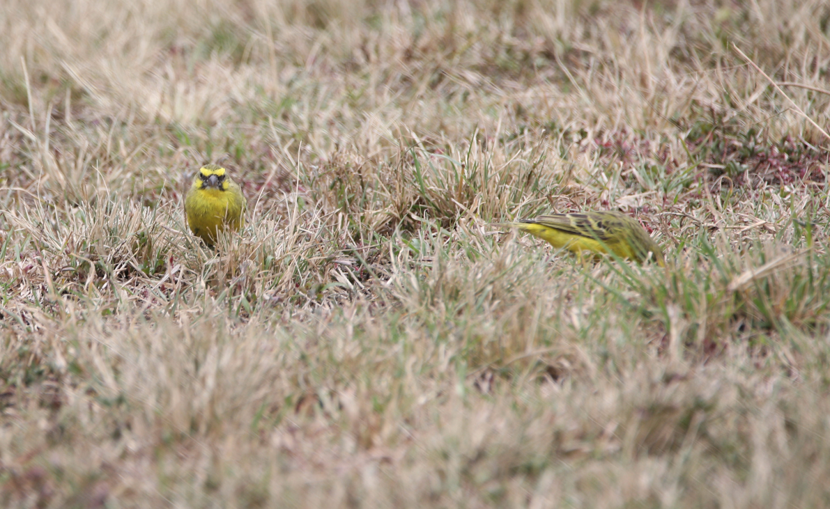 Yellow-fronted Canary - ML130278161