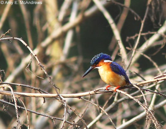 Malagasy Kingfisher - ML130281091