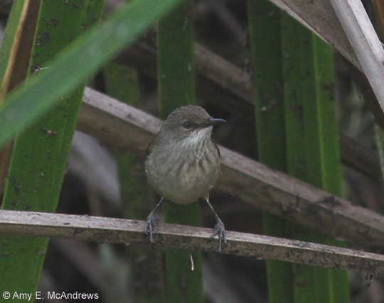 Madagascar Swamp Warbler - ML130281121
