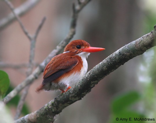 Madagascar Pygmy Kingfisher - ML130281241