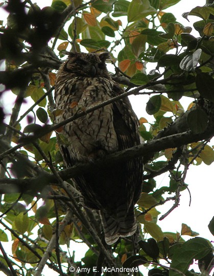 Madagaskar Kulaklı Baykuşu - ML130281281