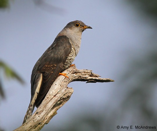 Madagascar Cuckoo - ML130281481