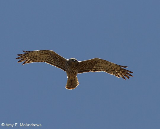 Malagasy Harrier - Amy McAndrews