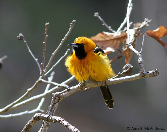 Hooded Oriole - Amy McAndrews