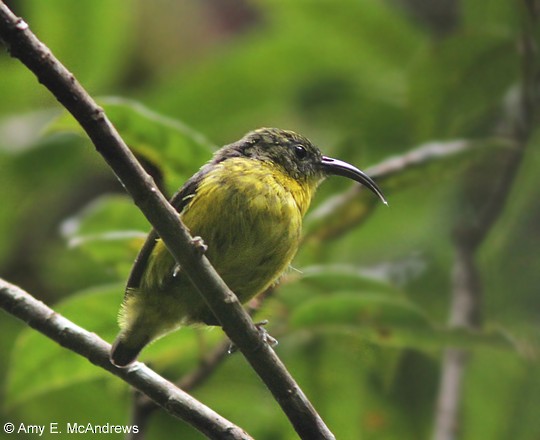 Yellow-bellied Sunbird-Asity - ML130281921
