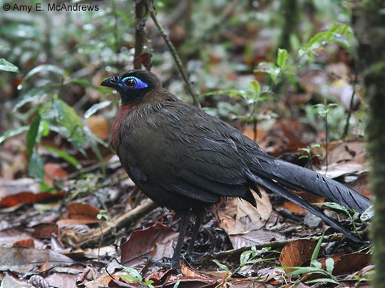 Red-breasted Coua - Amy McAndrews