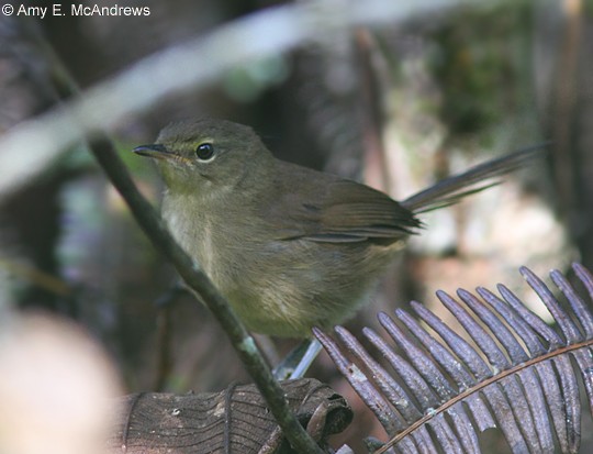 Malagasy Brush-Warbler (Malagasy) - Amy McAndrews