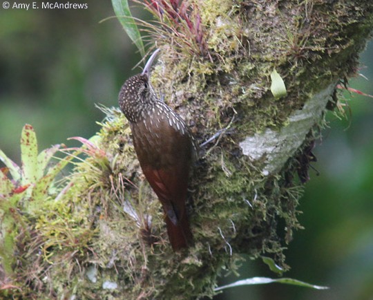 Spot-crowned Woodcreeper - Amy McAndrews