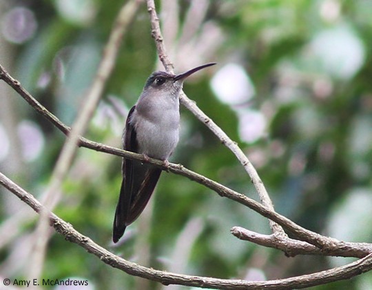 Wedge-tailed Sabrewing (Long-tailed) - Amy McAndrews