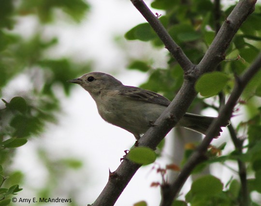 Lucy's Warbler - ML130282581