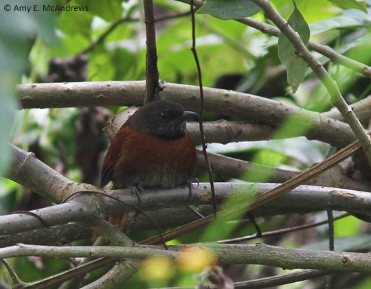Rufous-breasted Spinetail - Amy McAndrews