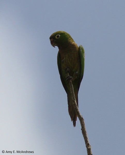 Olive-throated Parakeet (Aztec) - Amy McAndrews