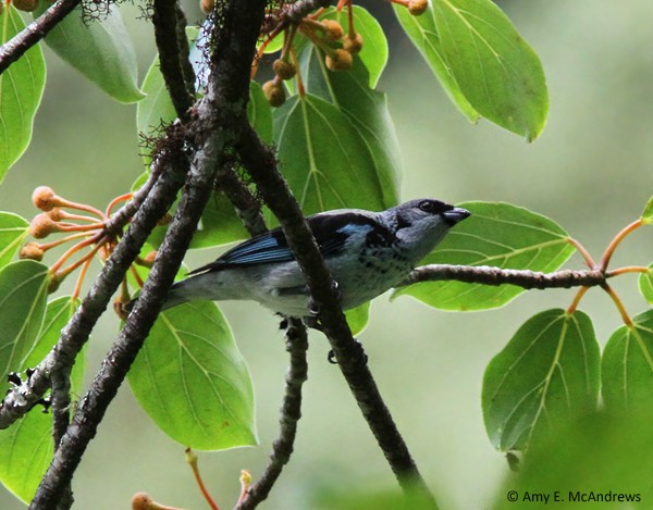 Azure-rumped Tanager - ML130283441