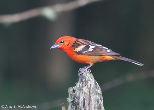 Flame-colored Tanager - Amy McAndrews