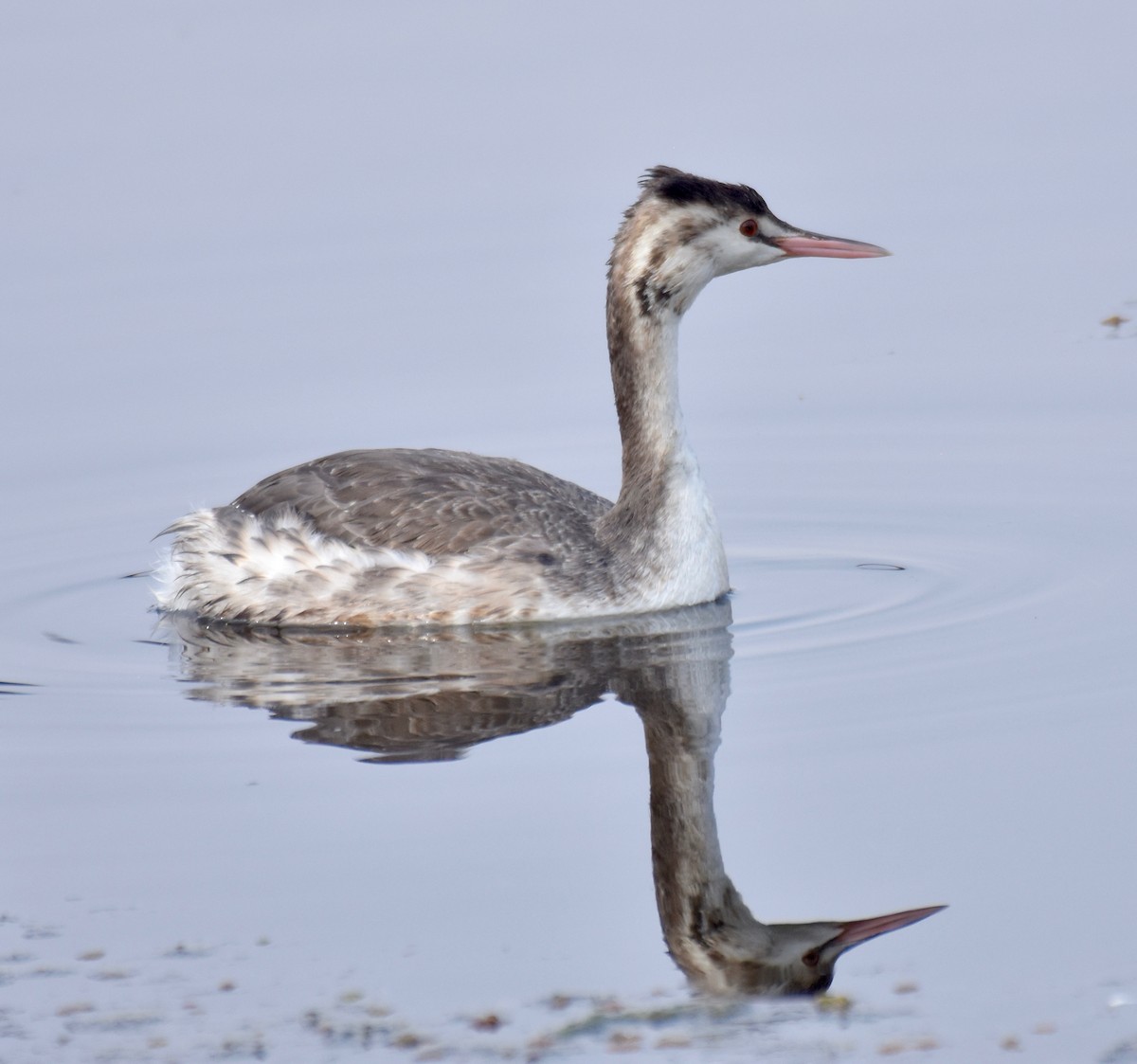 Great Crested Grebe - ML130285301