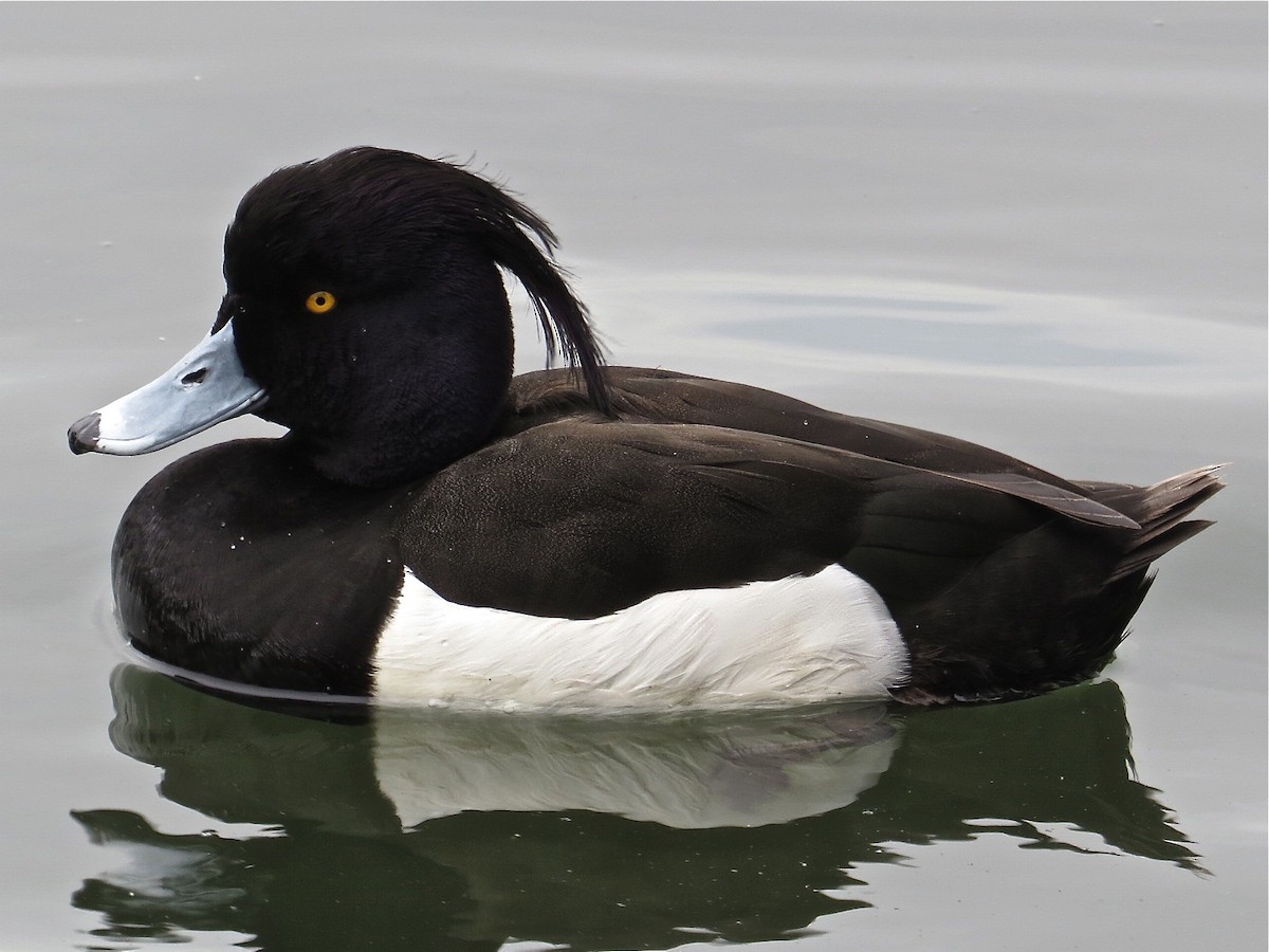 Tufted Duck - ML130285441