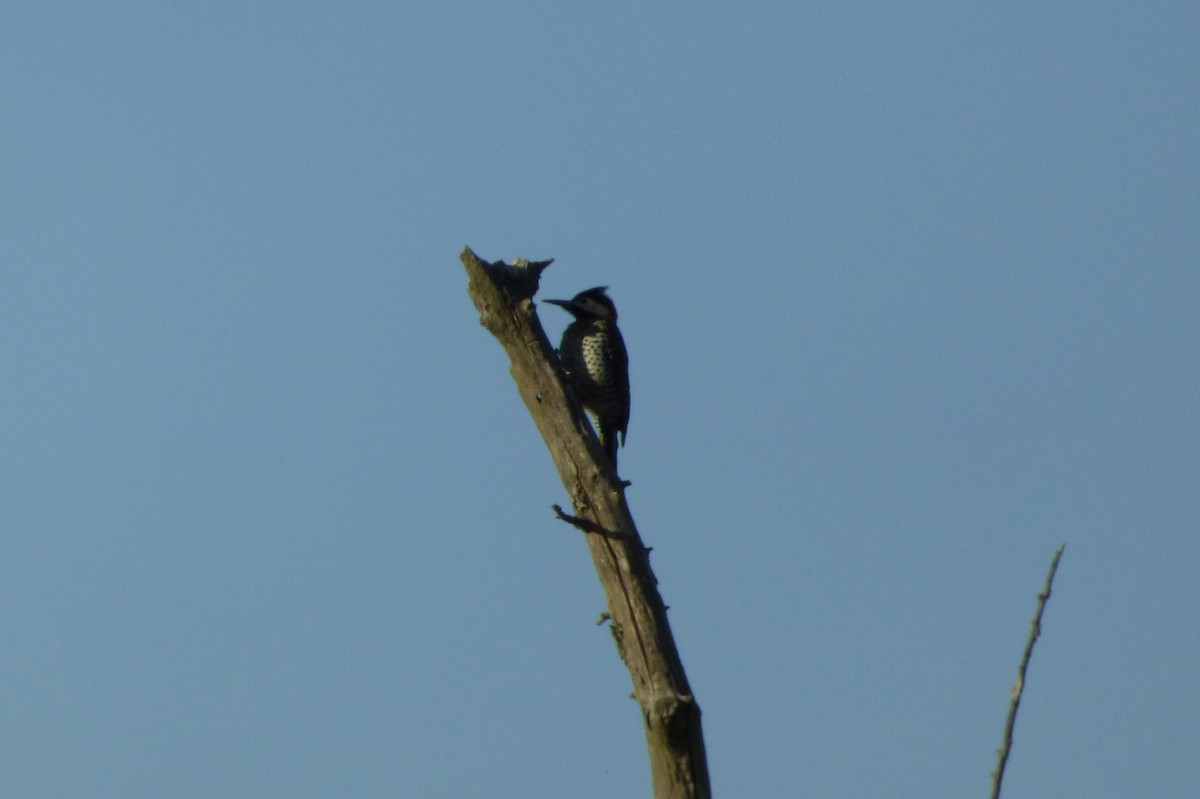 Green-barred Woodpecker - oscar vilches mendoza