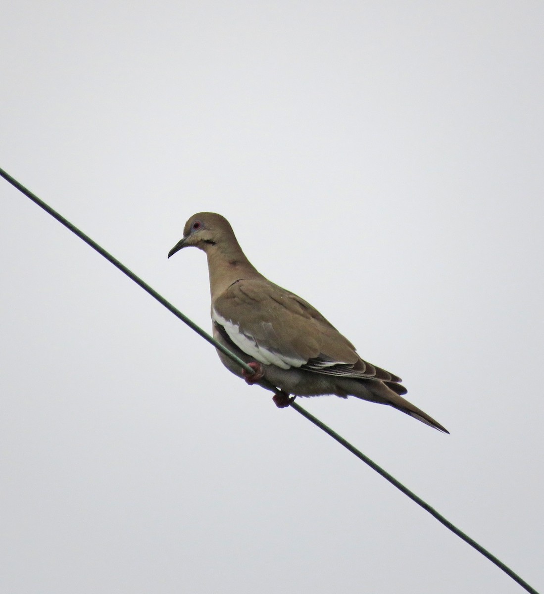 White-winged Dove - ML130290051