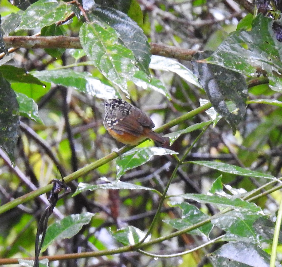 Peruvian Warbling-Antbird - ML130291291